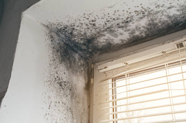 Affordable Mold Remediation solutions in Houtzdale, PA